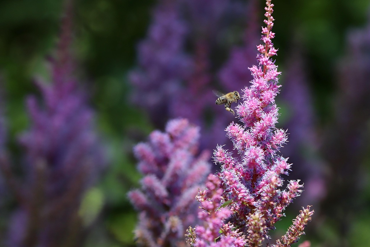 ASTILBE