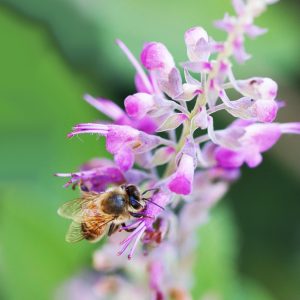 Salvia Mirage Pink - Salvia greggii 15cm