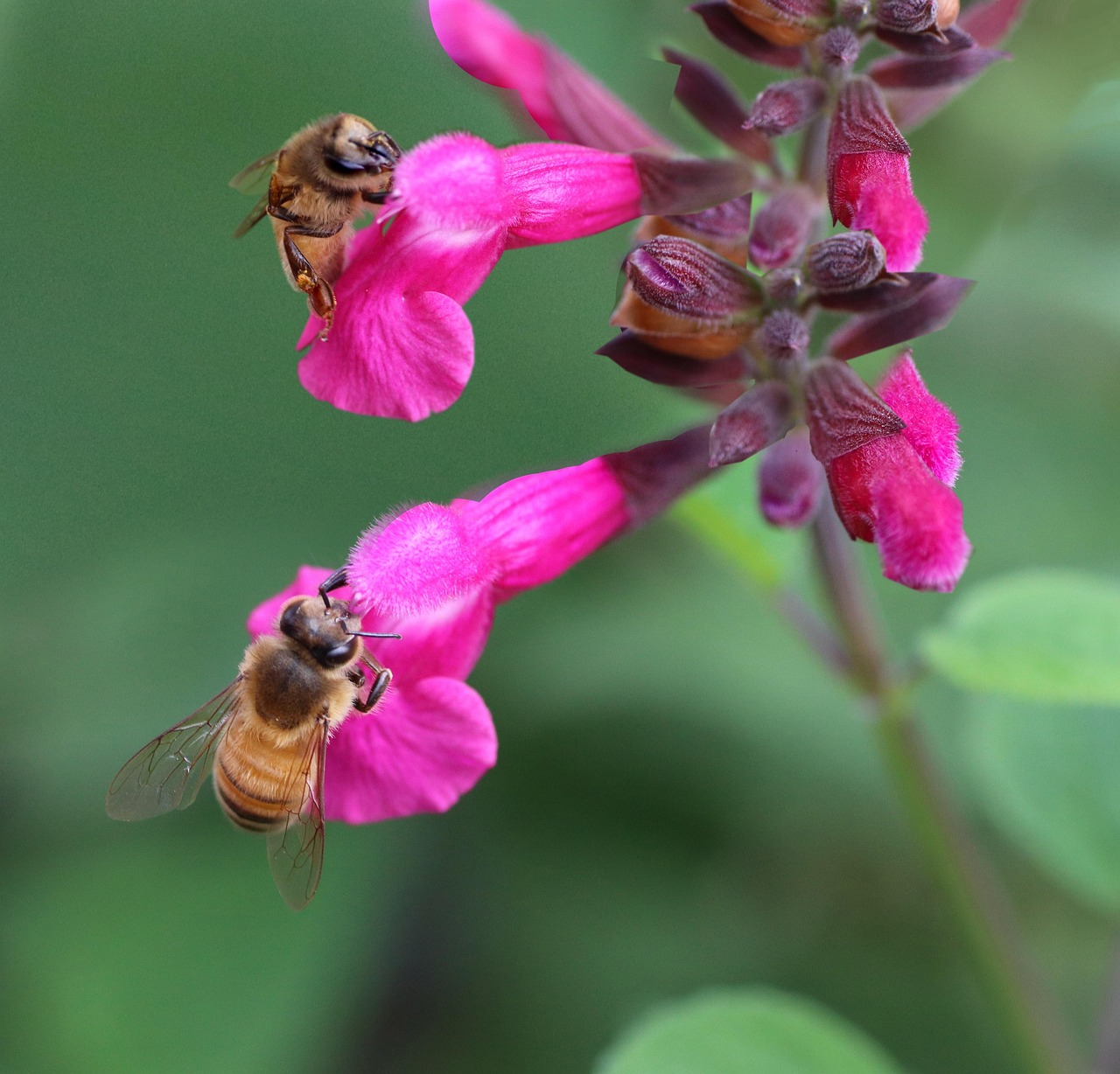 Salvia Strawberry Sundae - Salvia greggii 15cm