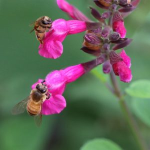 SALVIA SALMIA (Pink) 15cm