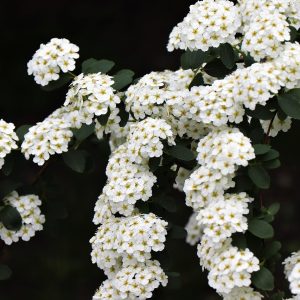 SPIREA CANTONIENSIS "Cape May" (White) 17cm