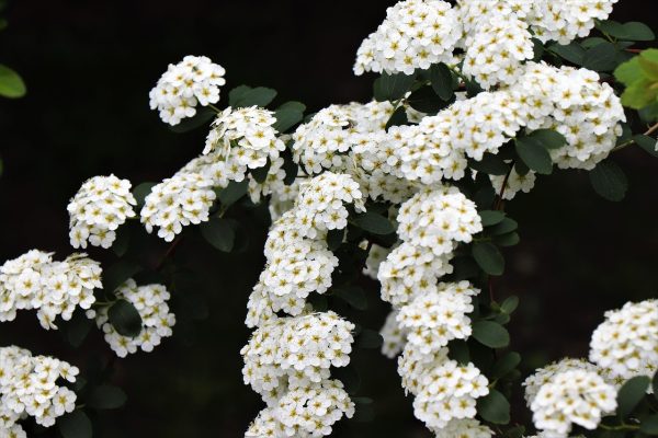 SPIREA CANTONIENSIS "Cape May" (White) 17cm