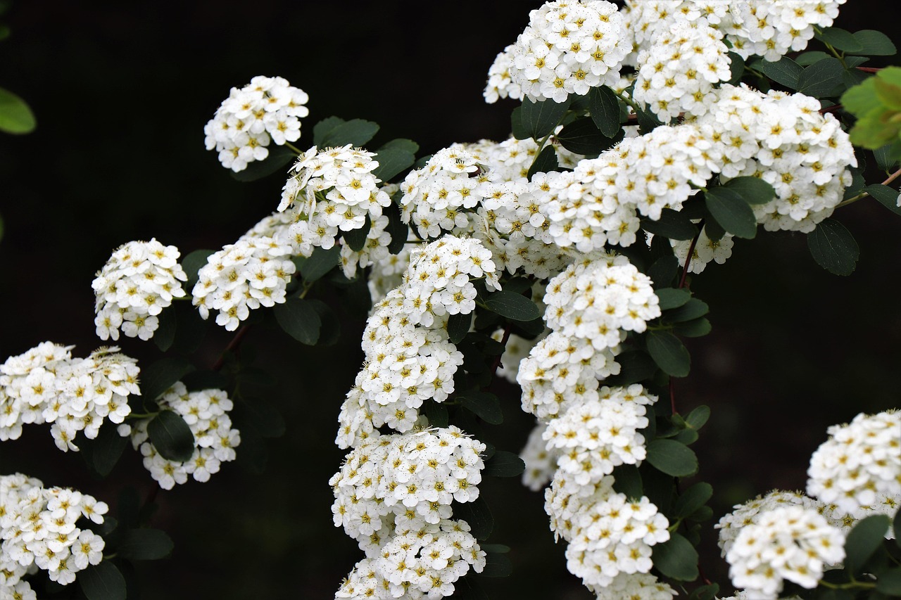 Reeves Spirea Cape May White - Spiraea cantoniensis 17cm
