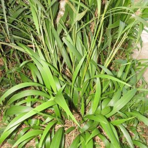 Broad-Leaved Bristle Grass - Setaria megaphylla 15cm