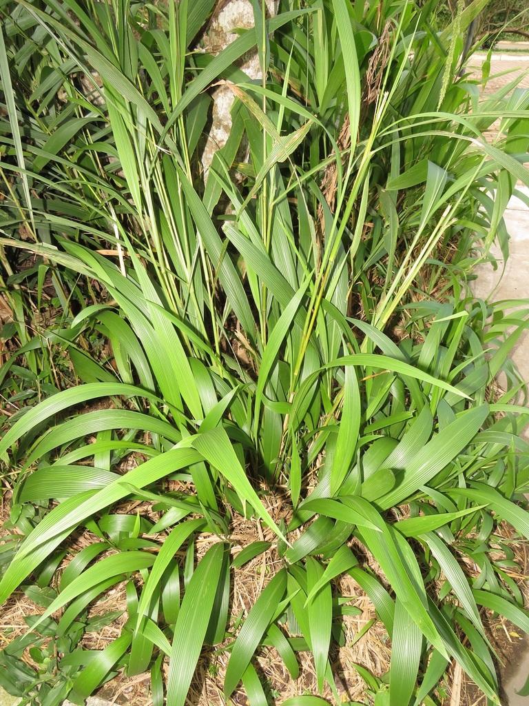 Broad-Leaved Bristle Grass - Setaria megaphylla 15cm