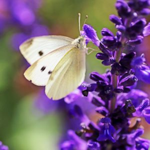 Salvia Purple - Salvia greggii 15cm