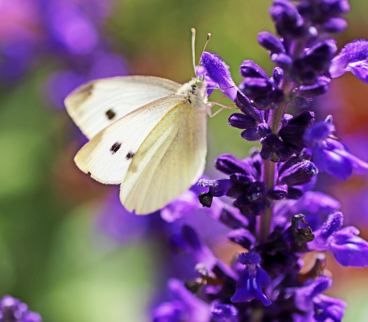 Salvia Purple - Salvia greggii 15cm