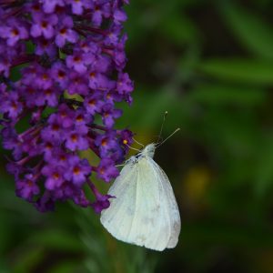 BUDDLEJA DAVIDII Butterfly Bush "Black Knight" 17cm