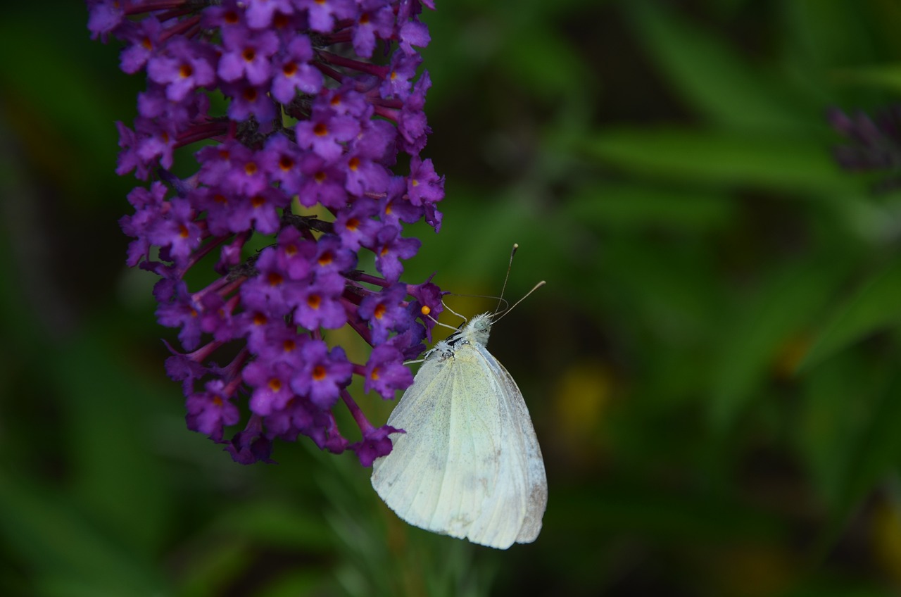 Butterfly Bush Black Knight - Buddleja davidii 17cm