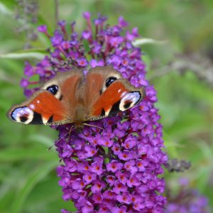 BUDDLEJA DAVIDII Butterfly Bush  (Purple) 17cm
