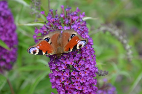 BUDDLEJA DAVIDII Butterfly Bush  (Purple) 17cm
