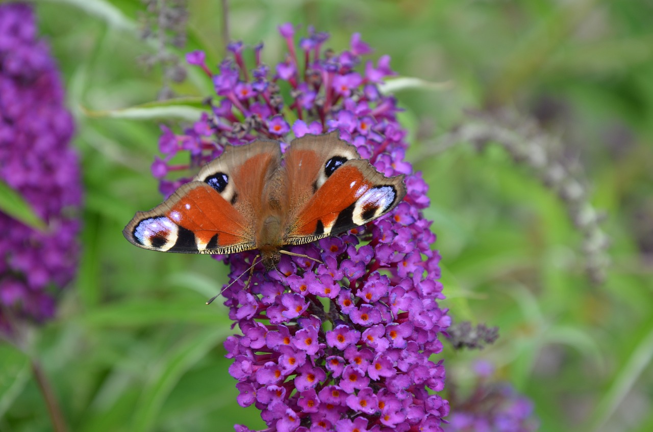 Butterfly Bush Purple - Buddleja davidii 17cm