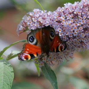 BUDDLEJA DAVIDII  (White) 17cm