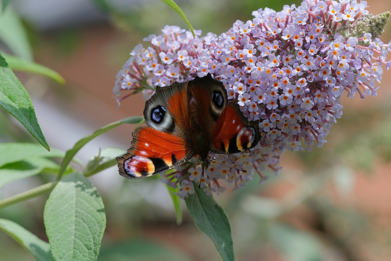 Butterfly Bush White - Buddleja davidii 17cm