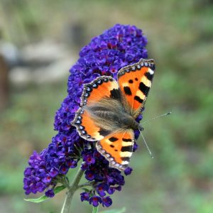 Butterfly Bush Lilac Blue - Buddleja davidii 17cm