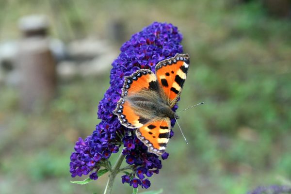 BUDDLEJA DAVIDII  (Lilac blue) 17cm