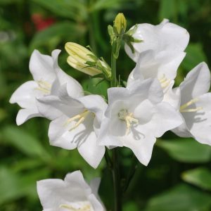 Harebell