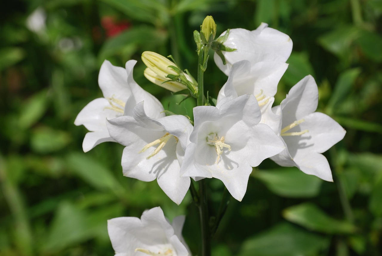 Harebell