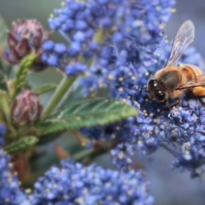 Ceanothus Repens Lilac 15cm