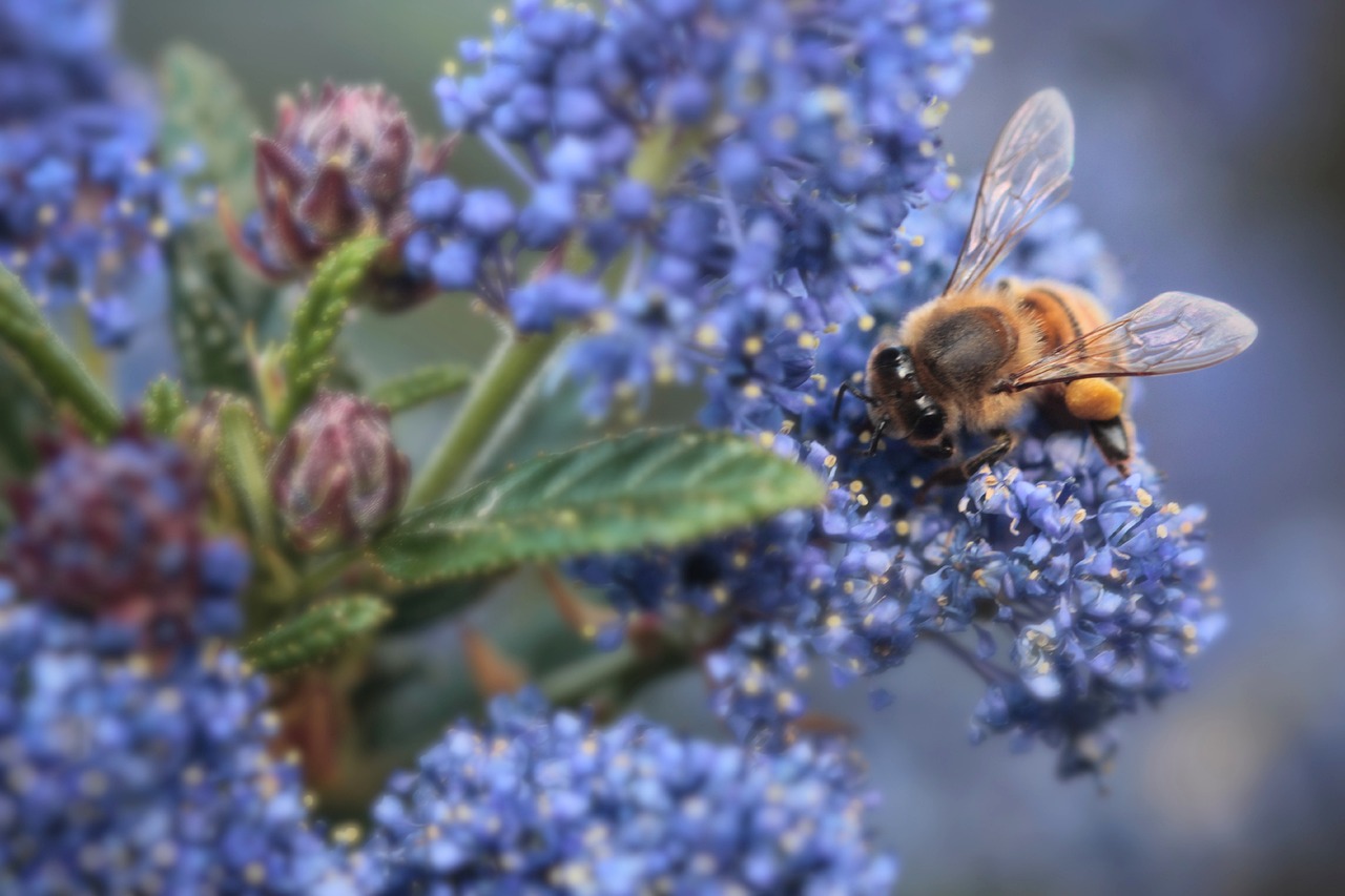 Ceanothus Repens Lilac 15cm