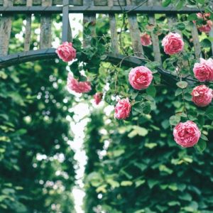 Rose Blossom Magic Climber Pink - Rosa 17cm