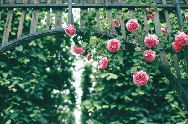 ROSE - BLOSSOM MAGIC - (climber) 17cm