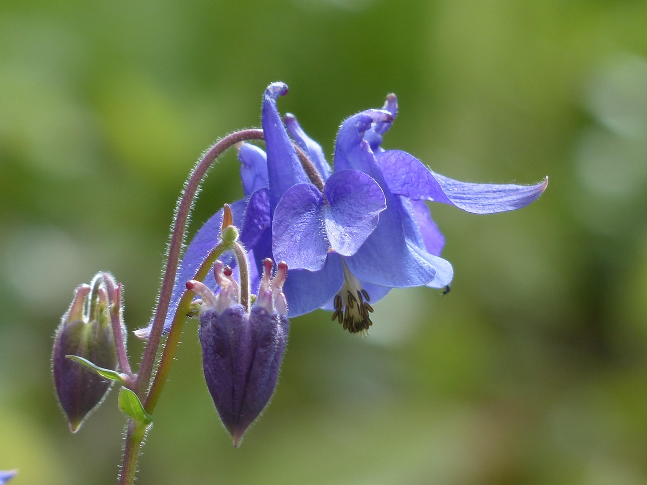 AQUILEGIA “Earlybird”