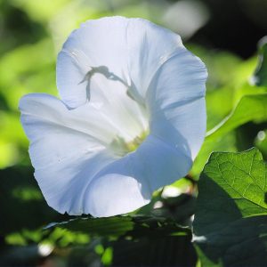CONVOLVULUS CNEORUM 15cm