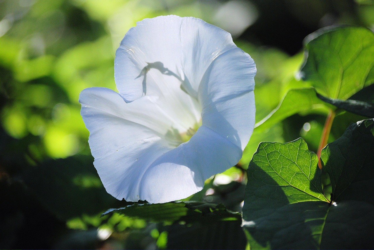 Silverbush - Convolvulus cneorum 15cm