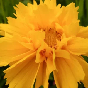 COREOPSIS "Sunrise" Tickseed 15cm