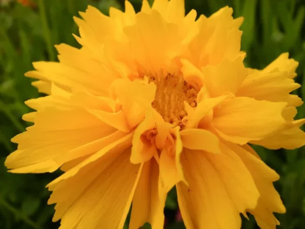 COREOPSIS "Sunrise" Tickseed 15cm