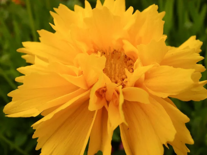 Coreopsis Sunrise - Coreopsis spp 15cm