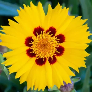 Coreopsis Sunfire - Coreopsis spp 15cm