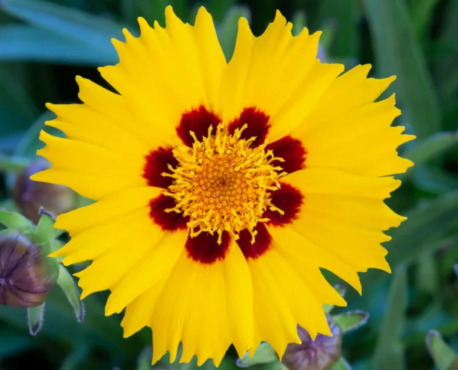 Coreopsis Sunfire - Coreopsis spp 15cm