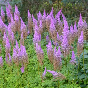 Astilbe Purpurkerze Purple and Lilac - Astilbe 17cm