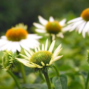 ECHINACEA