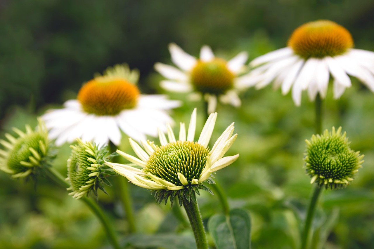 ECHINACEA