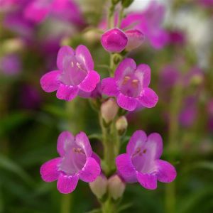 PENSTEMON "Victoria Plum" (Lilac pink) 15cm