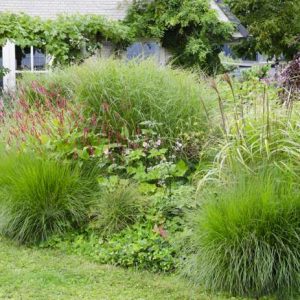 Japanese Silver Grass Ferner Osten Compact - Miscanthus sinensis 17cm