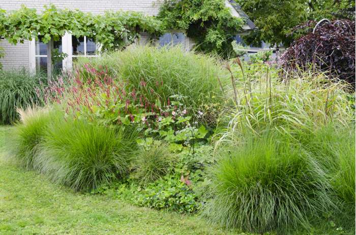 Japanese Silver Grass Ferner Osten Compact - Miscanthus sinensis 17cm