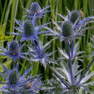 Sea Holly - Eryngium planum 15cm