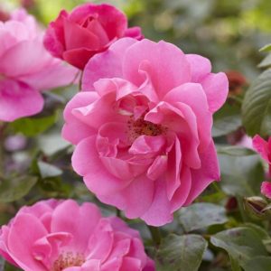 Rose Simplicity Pink Floribunda - Rosa 17cm