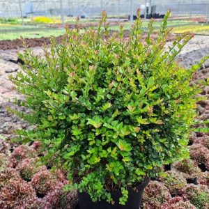 LONICERA NITIDIA 15cm