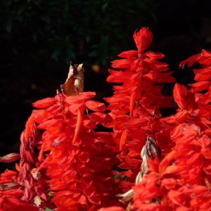 Salvia Silas Dyson Deep Red - Salvia greggii 15cm