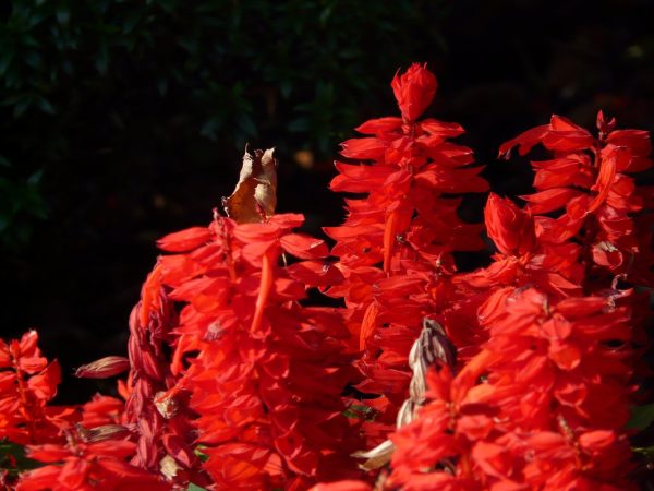 SALVIA GREGGII "Silas Dyson" (Deep Red) 15cm