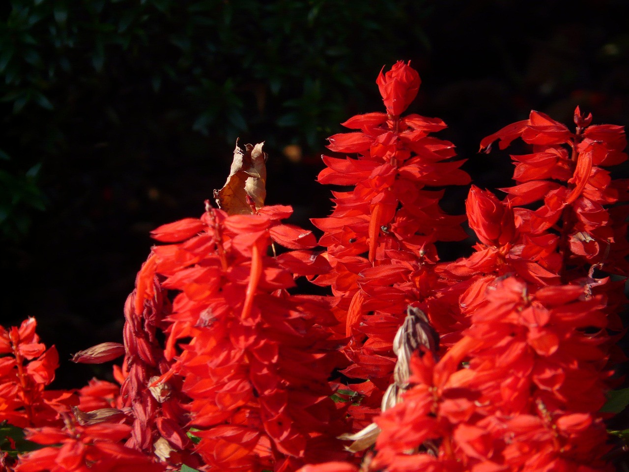 Salvia Silas Dyson Deep Red - Salvia greggii 15cm