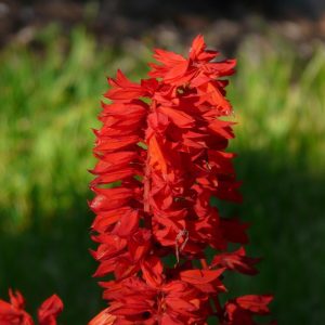 SALVIA GREGGII (Coral) 15cm