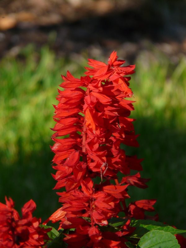 SALVIA GREGGII (Coral) 15cm