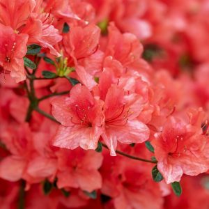 Azalea Compact Single Cerise Red - Azalea indica 17cm