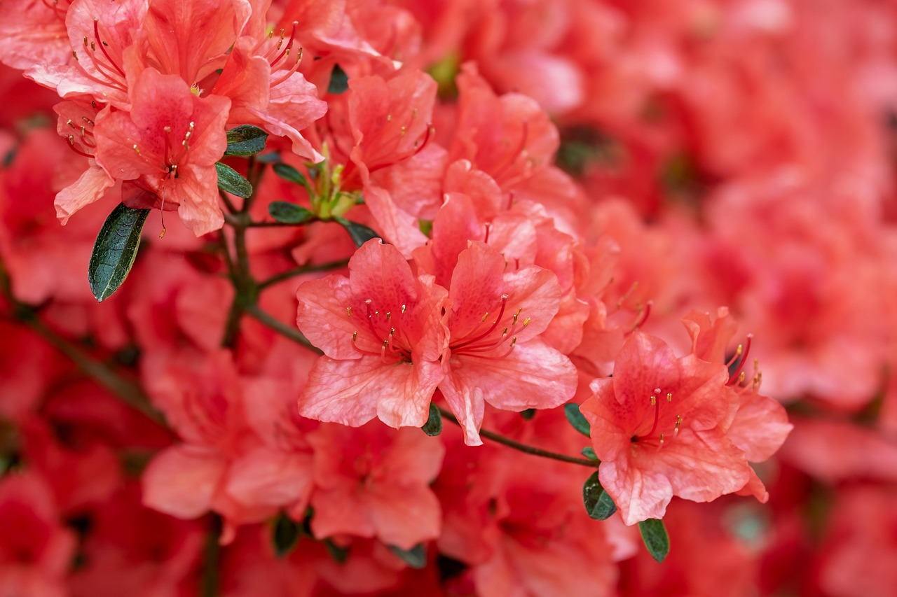 Azalea Compact Single Cerise Red - Azalea indica 17cm